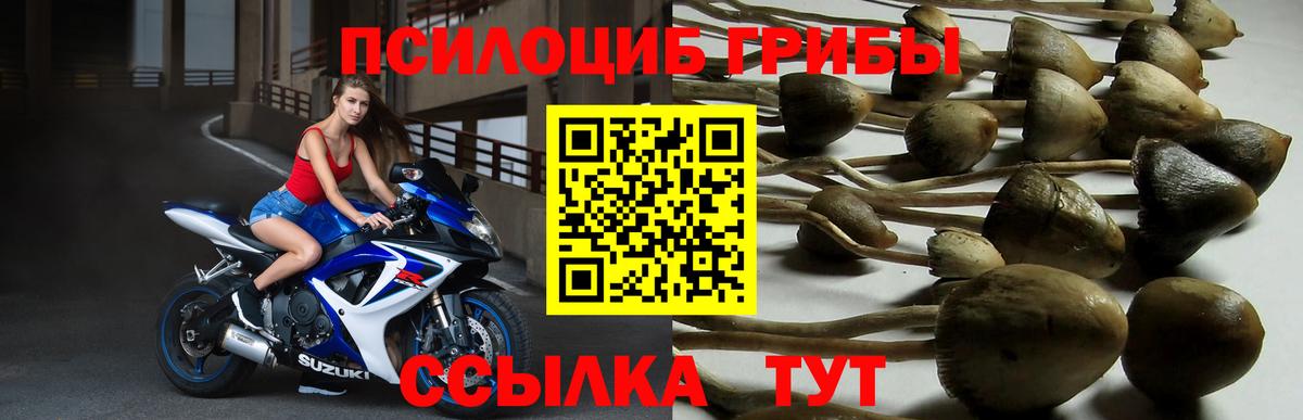 Псилоцибиновые грибы прущие грибы Вичуга